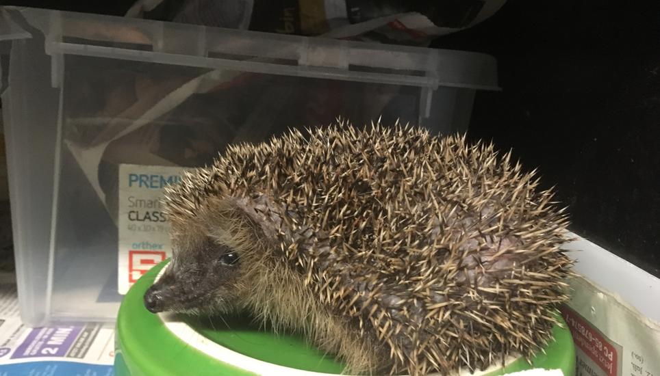 Der Winterschlaf für die Igel beginnt im November.