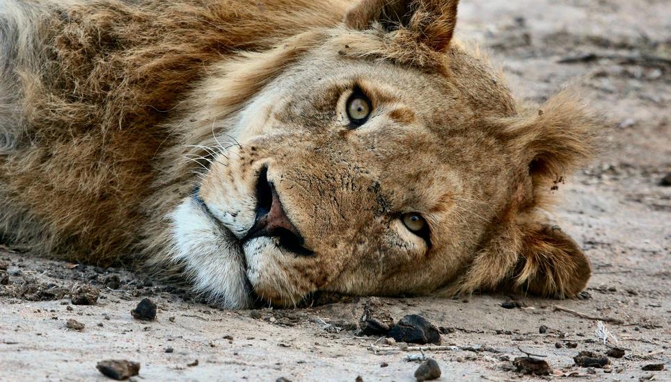 Safaris werden bei den Schaffhausern immer beliebter. Bild: Pixabay