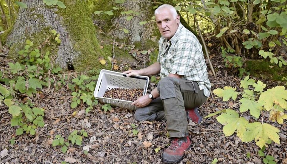 Sie haben alles gegeben – nun möchte Revierförster Jakob Gubler den geschwächten Bäumen unter die üppig behangenen «Arme» greifen. Deshalb sammelt er Eicheln und pflanzt sie im Wald ein. Bild: Darina Schweizer
