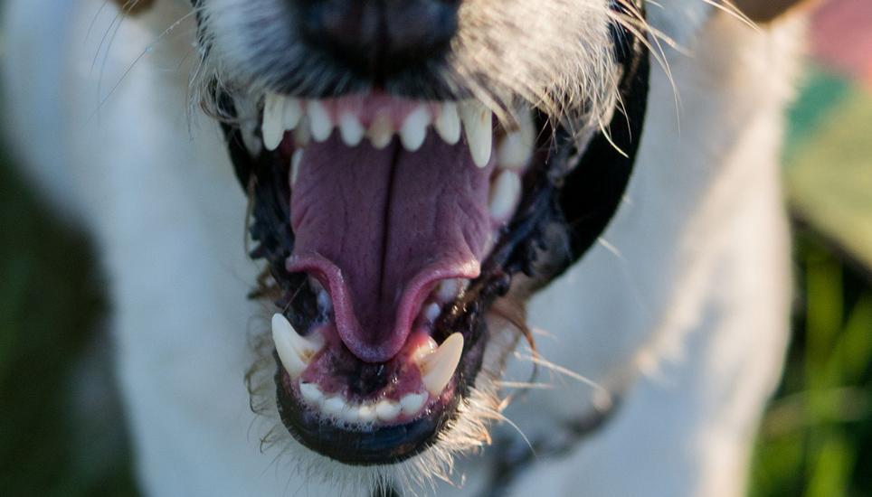Beim Angriff wurde ein Chihuahua getötet. Symbolbild