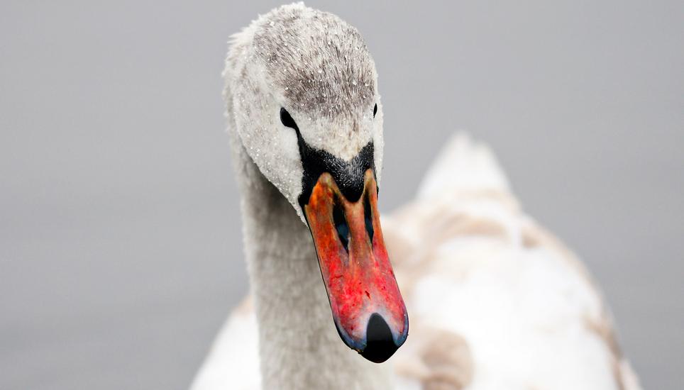 Der Schwan konnte sich wieder erholen. Symbolbild: Pixabay