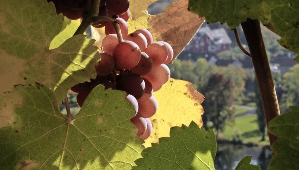 Nach der Weinlese – Restmengen bleiben trotz Spitzenqualität hängen. Grund: Die Rebleute dürfen per Gesetz nur limitierte Mengen abliefern. Das sorgt für Unmut. Das Bild entstand in den Reben an der Schaffhauser Rheinhalde. Bild: Julia Leppin