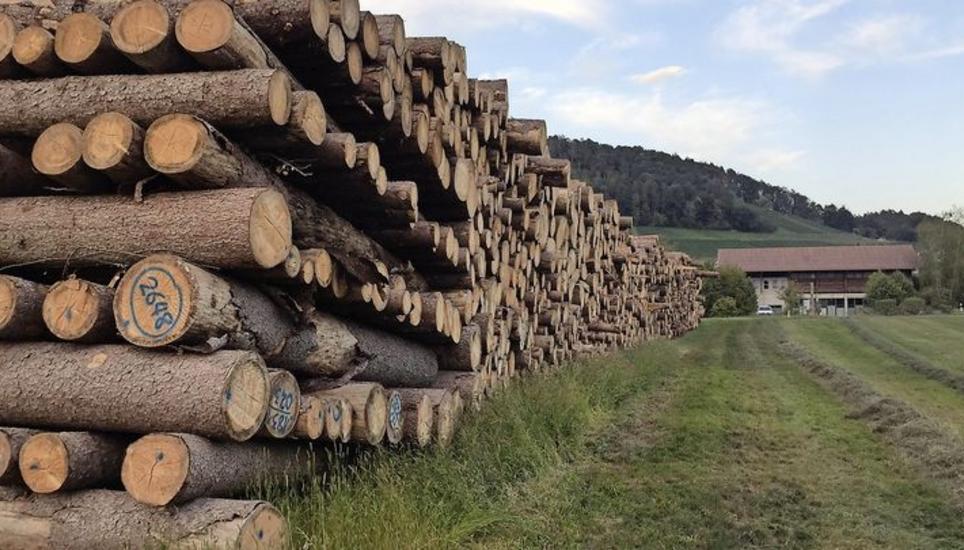 Vom Borkenkäfer befallene Stämme beim Werkhof in Unterstammheim. Bild: Mark Gasser