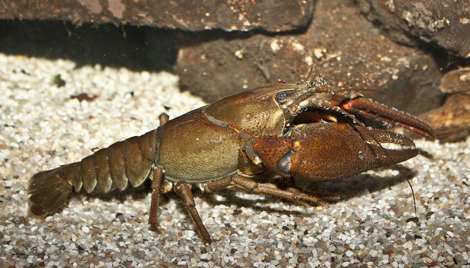 Mehrere hundert solcher Edelkrebse sind im Mederbach gestorben. Symbolbild: Wikimedia