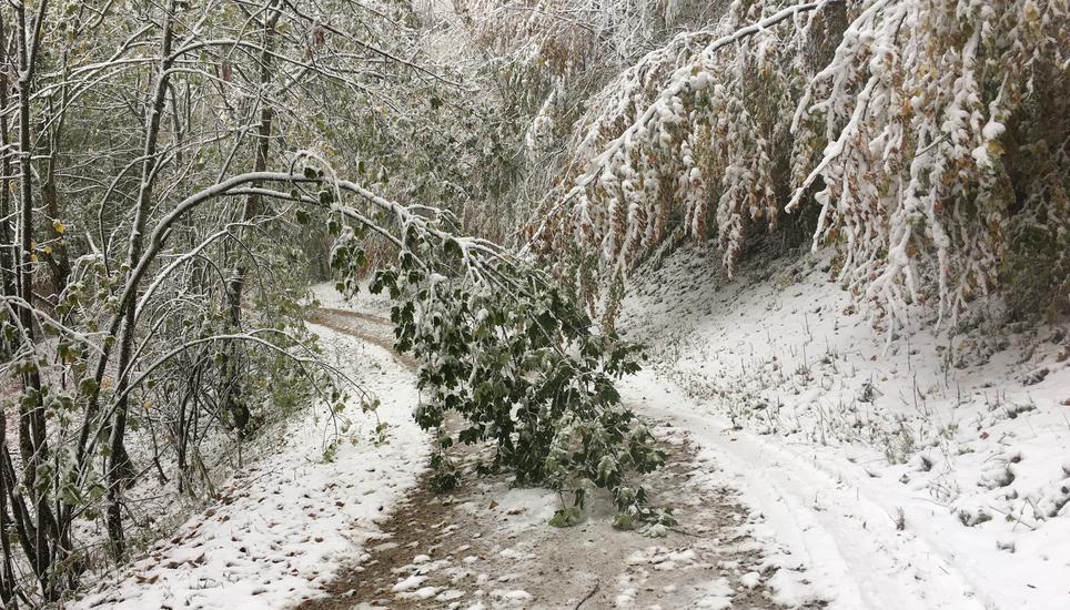 Dieser Baum hat unter der Last der Schneedecke bereits nachgegeben. BIld: Zeno Geisseler
