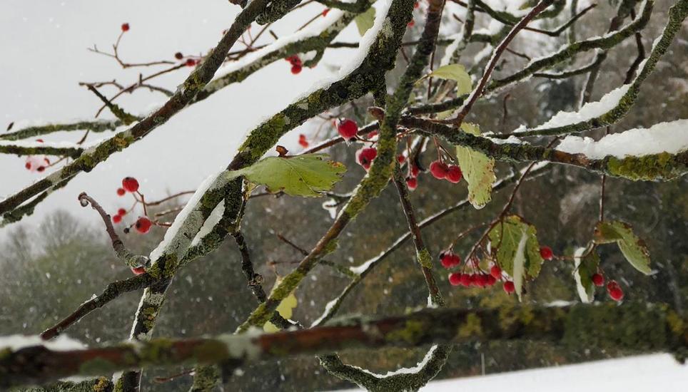 Überall hat der Winter oberhalb von Hemmental seine Spuren hinterlassen. Bild: Nina Schärrer