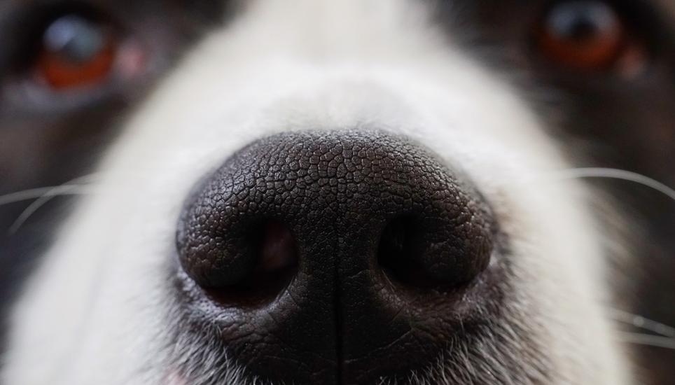 Ein Hund biss einen 9-jährigen Schüler in den Ellbogen. Symbolbild: Pixabay