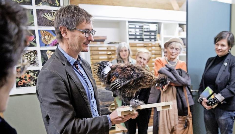 Am Nationalen Tag der Naturhistorischen Sammlungen zeigt Urs Weibel ein präpariertes Huhn. BILD EVELYN KUTSCHERA