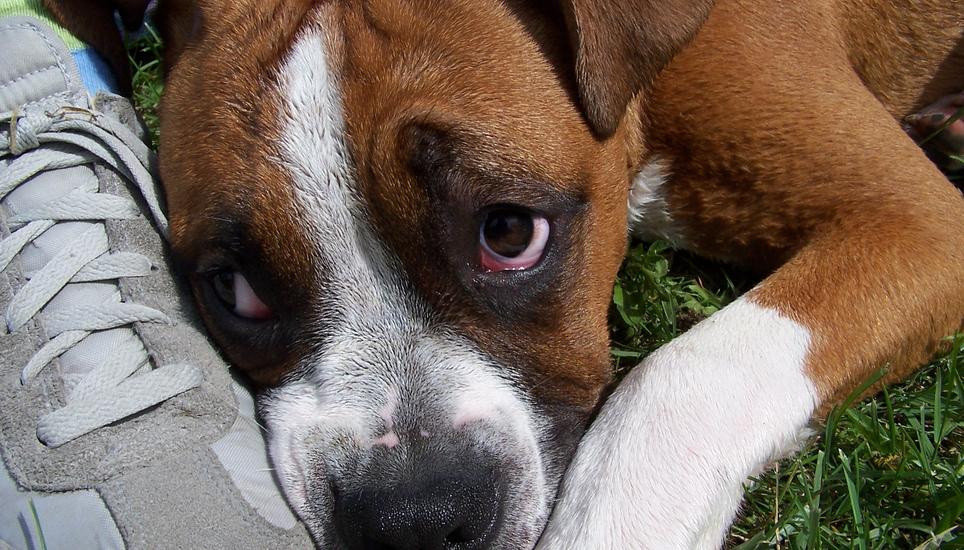 Manche Tiere haben Grund zur Freude an Weihnachten - andere nicht. Bild: Pixabay