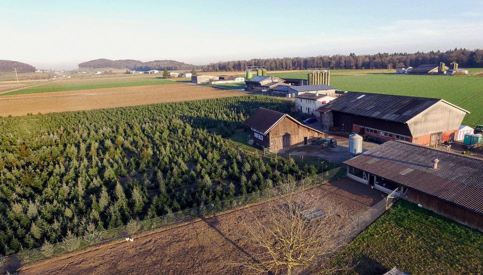 Wie finden Sie den perfekten Weihnachtsbaum? Wir geben Tipps vom Experten. Bild: zVg Armin Baur