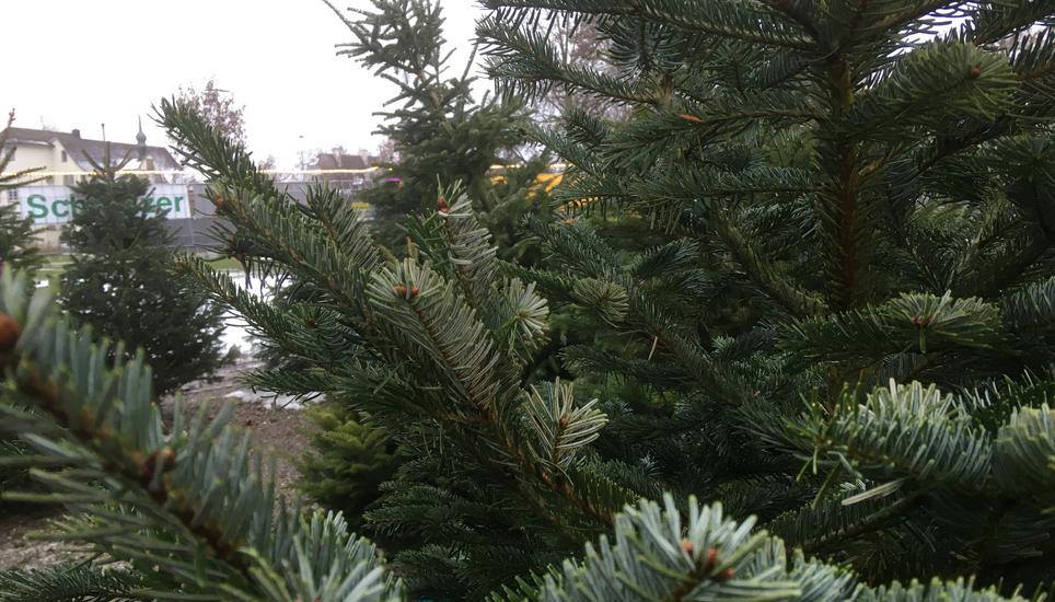 Gehört zu Weihnachten einfach dazu: Ein Tannenbaum. Bild: Radio Munot