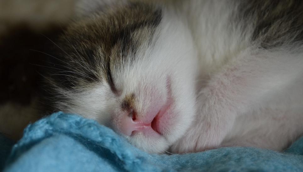 Beachten Sie unsere Anti-Kater-Tipps - und schon wird der Tiger zum Stubenkätzchen. Bild: Pixabay