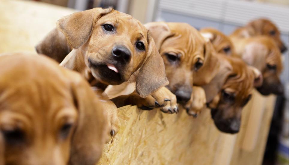 Hundhalter, die regelmässig mit ihrem Hund spazieren gehen, sind gesünder.