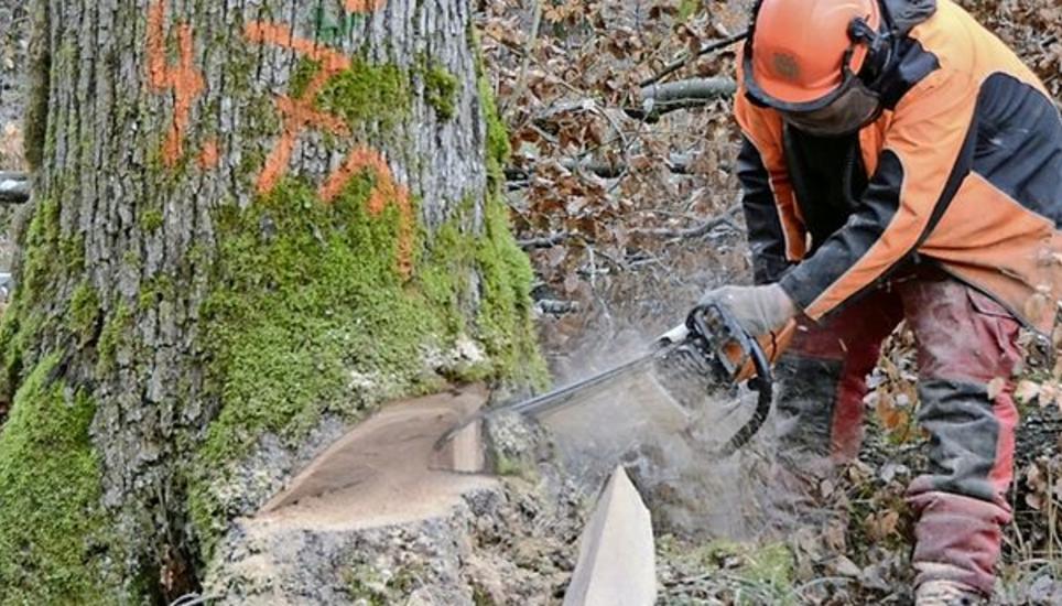 Bei Guntmadingen wird die Eiche gefällt, aus der im Laufe der nächsten Monate vom Forst in Hallau ein Brunnen fürs NOS 2019 gefertigt wird.Bild: Isabelle Hallauer