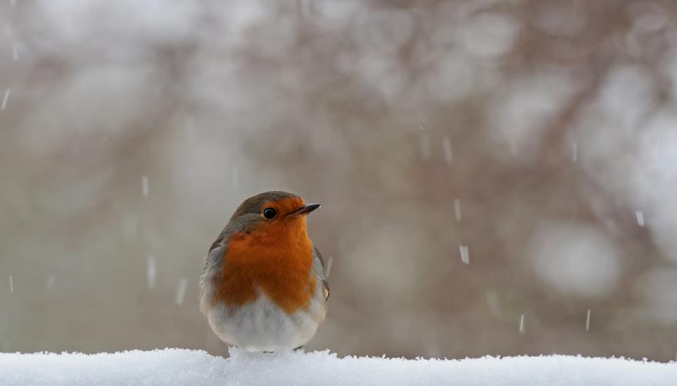 Auch Vögel - wie dieses Rotkehlchen - können sich im Winter erkälten. Symbolbild: Pixabay