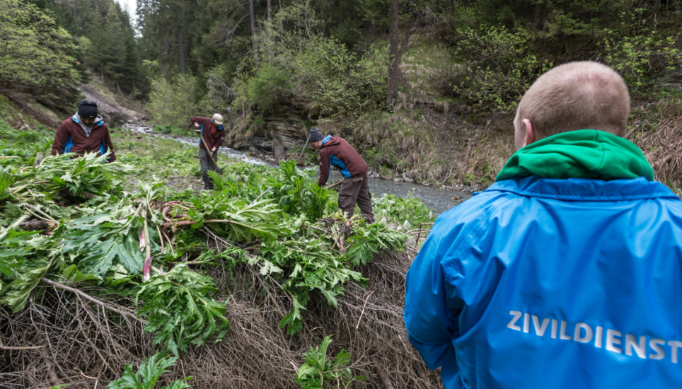 Zivilschützer bei der Bekämpfung von Neopyhten. Bild: zvg / zivi.admin.ch
