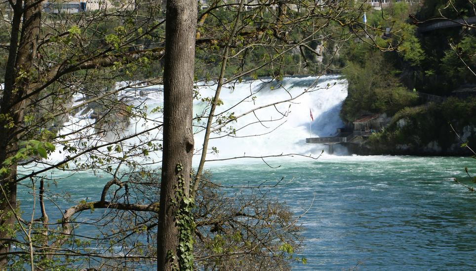 Die Wasserqualität im Rhein ist durchweg «sehr gut».