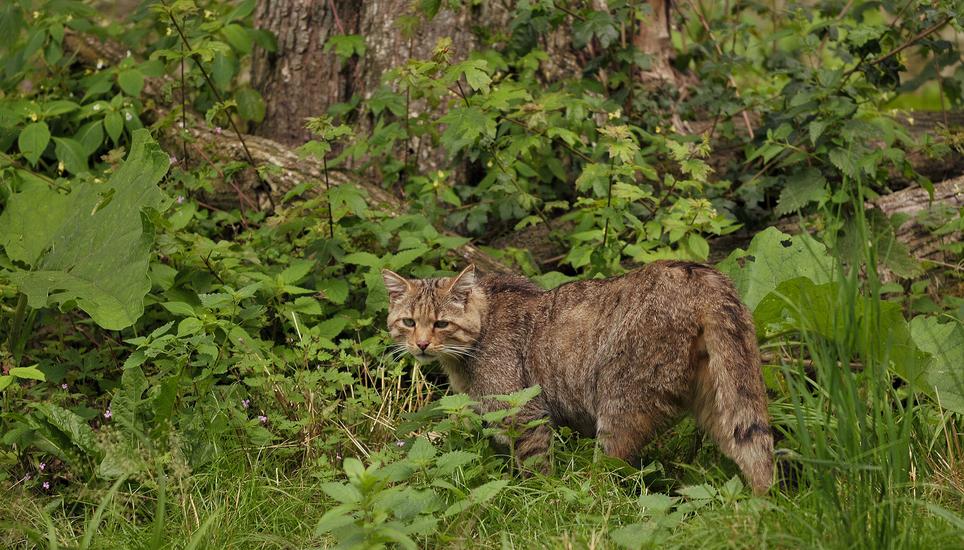 Auch dieses Tiere fühlen sich hier anscheinend wohl: Wildkatzen. Bild: Wikimedia