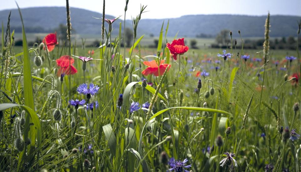 Der Biodiversitäts-Vorstoss erhielt zu wenig Zustimmung.