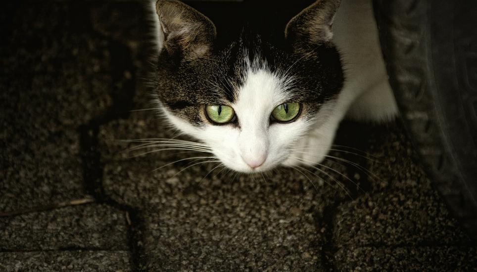 Die Katze aus Trüllikon musste operiert werden. Symbolbild: Pixabay