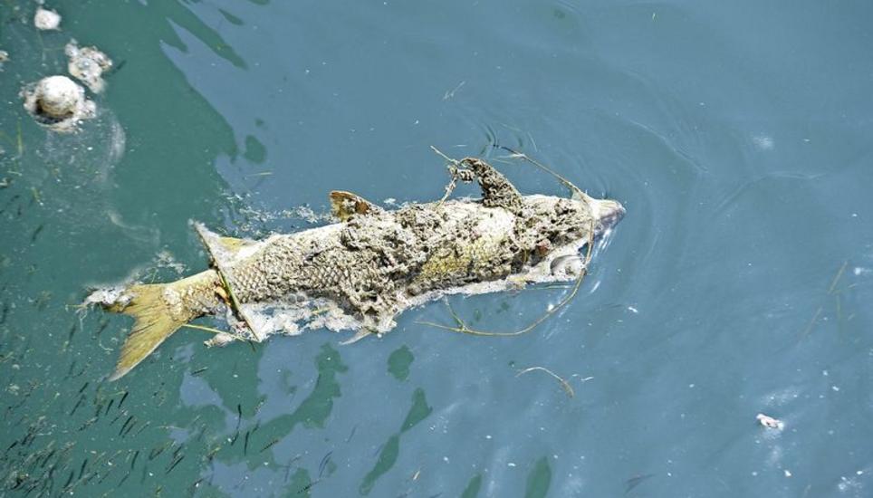Eine tote Barbe im Rhein: Im letzten Sommer sind rund drei Tonnen an totem Fisch aus dem Fluss gefischt worden. Archivbild: Selwyn Hoffmann