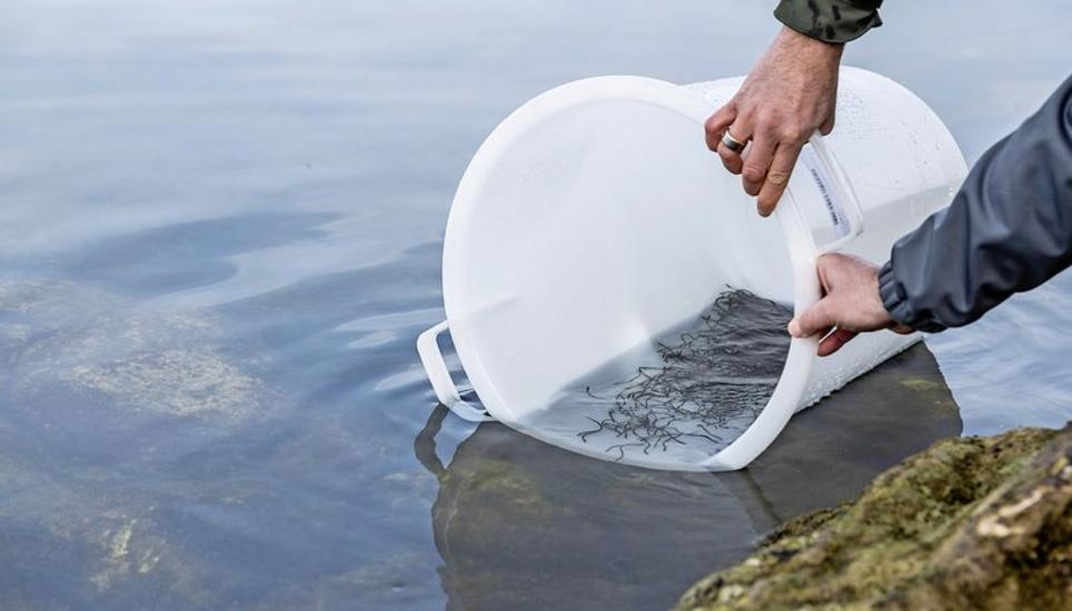 Der Weg zurück in die Freiheit: Der Murtensee bietet den Babyaalen gute Lebensbedingungen. Bild: Key
