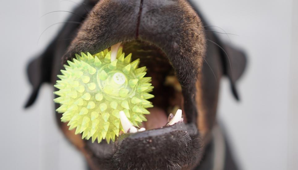 Die Kurspflicht für grosse Hunde wird im Kanton Zürich nicht gelockert. Symbolbild: Pixabay