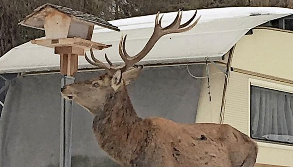 Einer der drei Hirsche, die Meiers besuchen. Bild: zvg