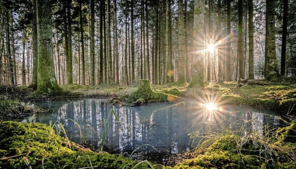 Das idyllische Abendlicht im Wald auf dem Südranden hat Manuela Neukom aus Beringen eingefangen.