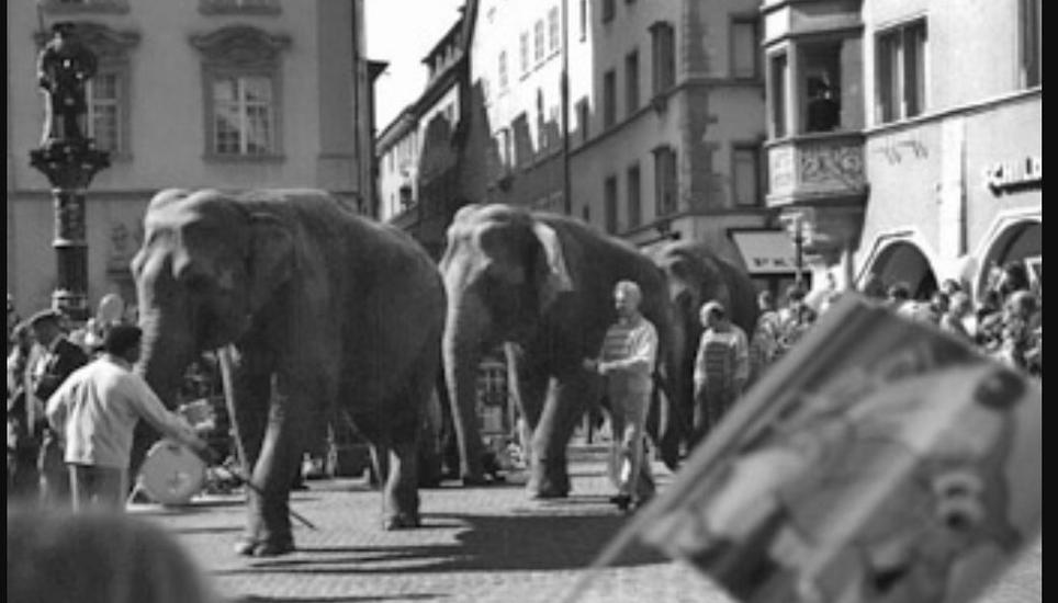 Eine Parade ganz anderer Art und noch gar nicht so lange her: 1999 zog ein Zirkus mit Elefanten durch die Stadt Schaffhausen.