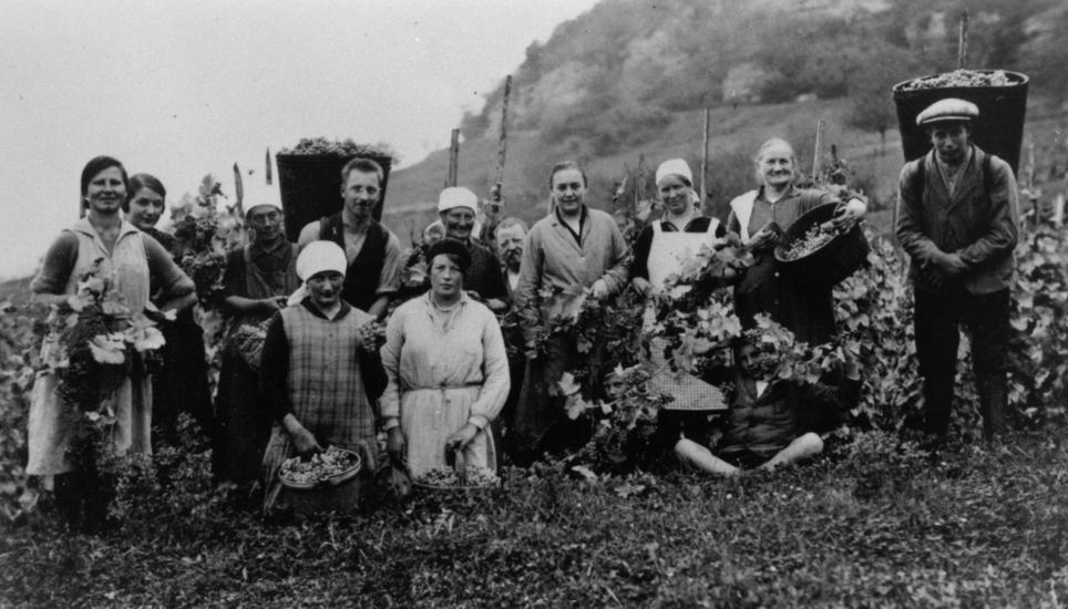 Gruppenfoto bei der Arbeit. Im Jahr 1926 sind diese Frauen und Männer in den Reben am Herbsten.