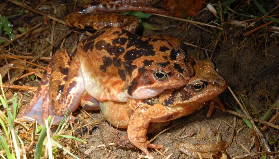 Die Frösche wandern viel zu früh dieses Jahr. Bild: Radio Munot