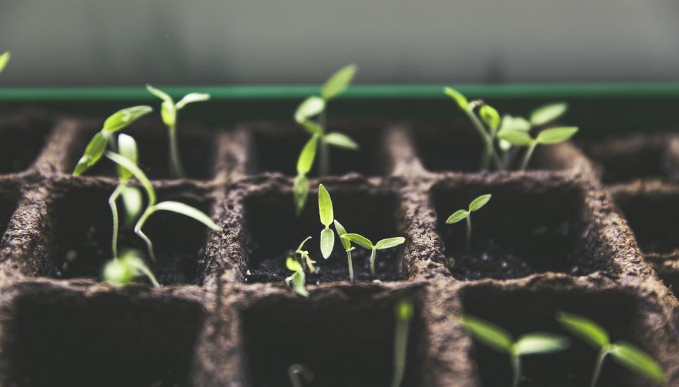 Urban Gardening ist in vielen Städten immer mehr im Trend. Bild: Pixabay