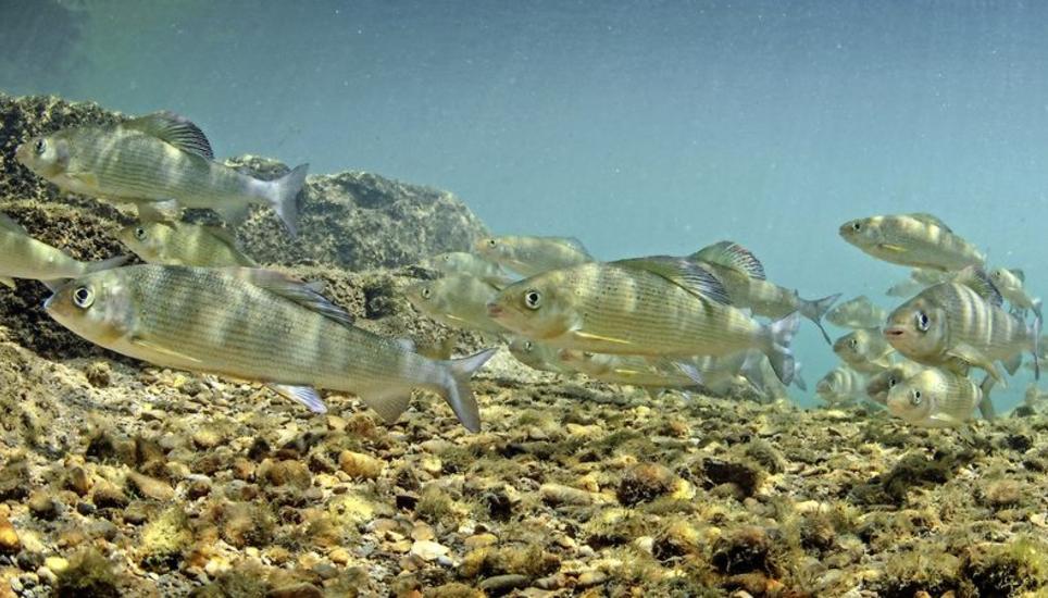 Nach dem grossen Fischsterben im Sommer 2018 dürfen dieses Jahr im Rhein weder Äschen noch Forellen gefischt werden. Bild: Samuel Gründler