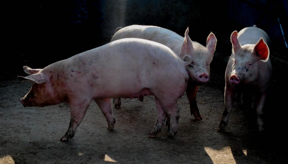 Auf dem Hof in Rüdlingen leben zurzeit 98 Schweine. Bild: SHPol