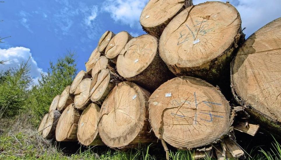 Dieses Holzlager im Herblingertal wird wohl zum Schutz vor dem Borkenkäfer gespritzt. Bild: Michael Kessler