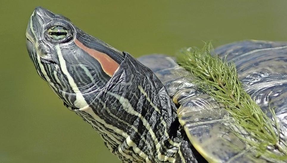 Ausgesetzte Rotwangen-Schmuckschildkröten sind im Rhein keine Seltenheit mehr. Bild: Bafu