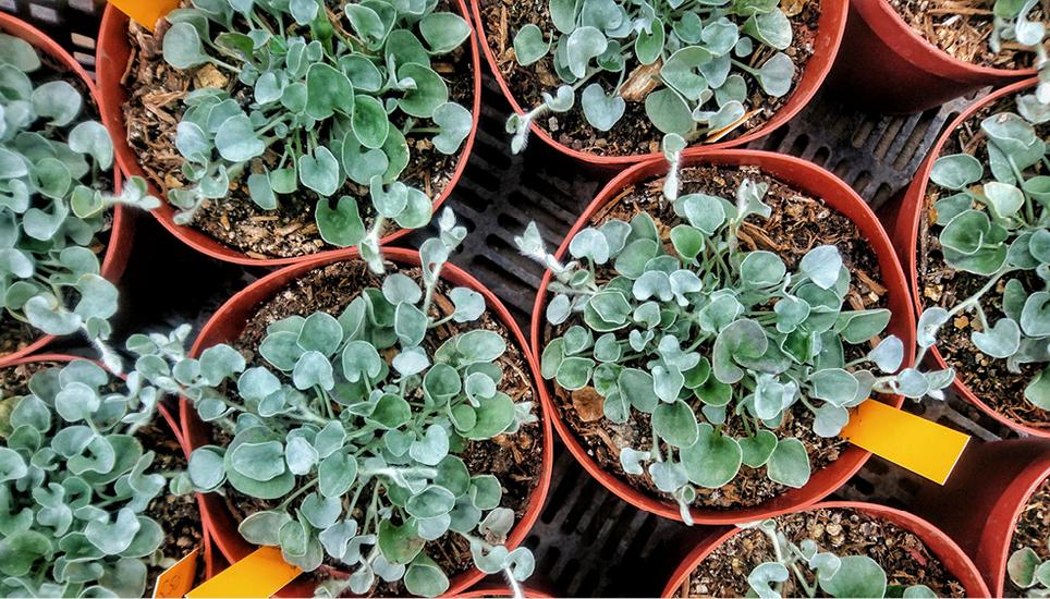 Alles spriesst und blüht – das Knospenfest ist die beste Gelegenheit, sich mit Jungpflanzen einzudecken. Bild: RF