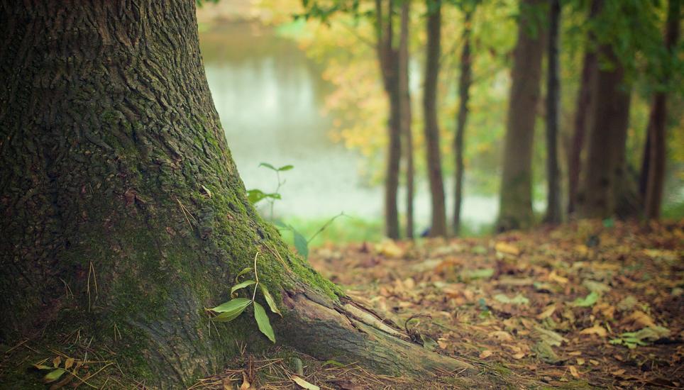 Wer als «Grünstadt» ausgezeichnet wird, muss sich unter anderem besonders für mehr Biodiversität einsetzen. Symbolbild: Pixabay