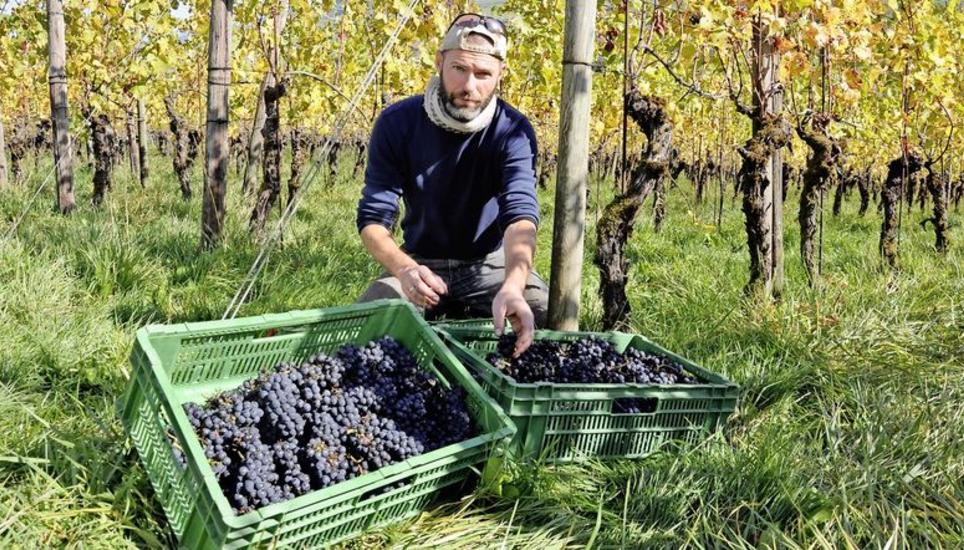 Parallel zu seinem Wein aus der klassischen Rebsorte Pinot noir (Bild) ist Markus Ruch daran, sich mit der Mosterei Oswald + Ruch ein zweites Standbein aufzubauen. Bild: Ulrich Schweizer