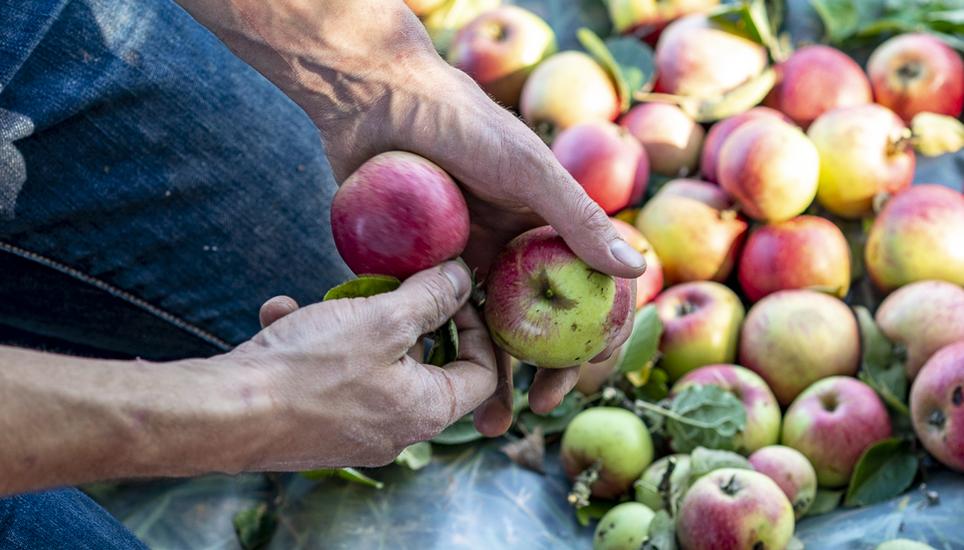 Die Äpfel werden von Hand sortiert. Bild: zvg
