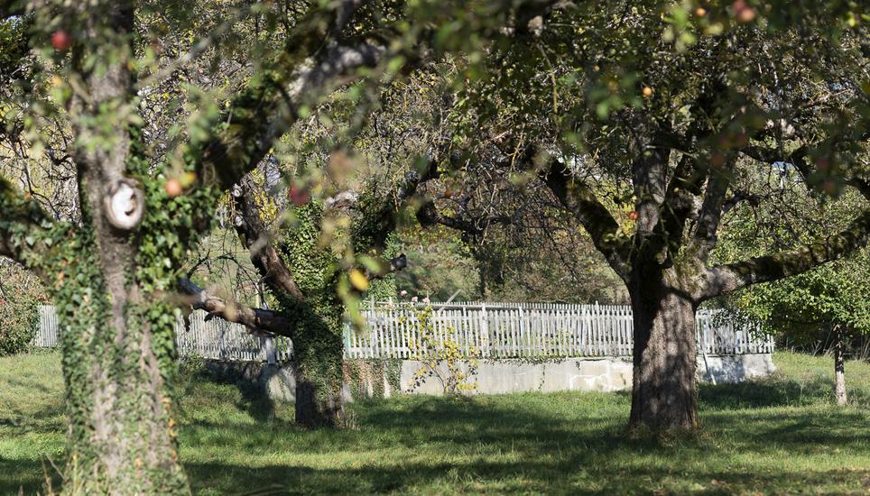 Der Ursprung des Apfel-Cidre: Apfelbäume.