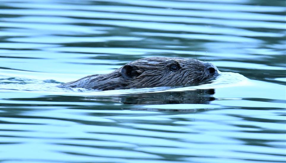 Der Biber oberhalb der Insel Werd lässt sich auch tagsüber immer wieder einmal blicken. Bild: zvg / Bruno Sternegg