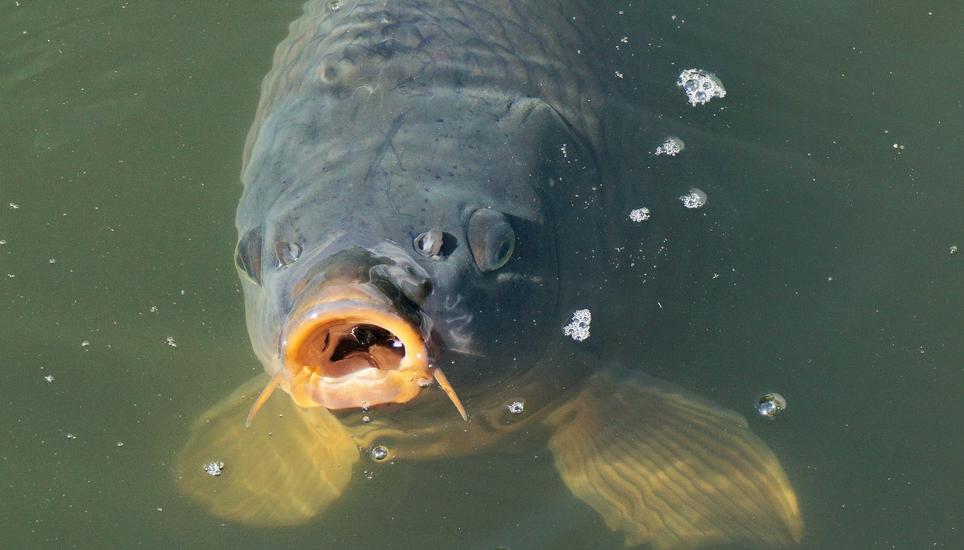 Weil der Kanton für das Naturschutzgebiet zuständig ist, unternimmt die Gemeinde derzeit nichts. Symbolbild: Pixabay