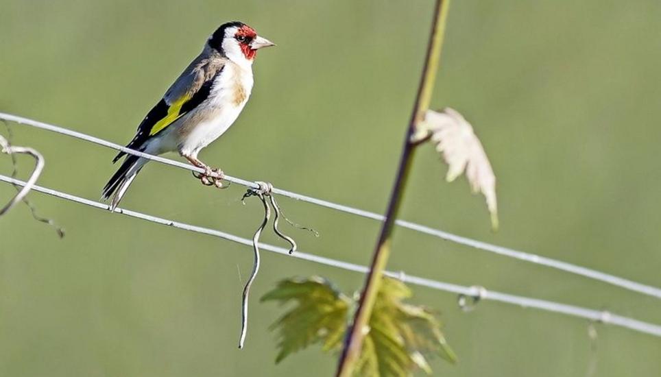 Der Distelfink wird auch Stieglitz genannt. Bild: Stefan Trösch