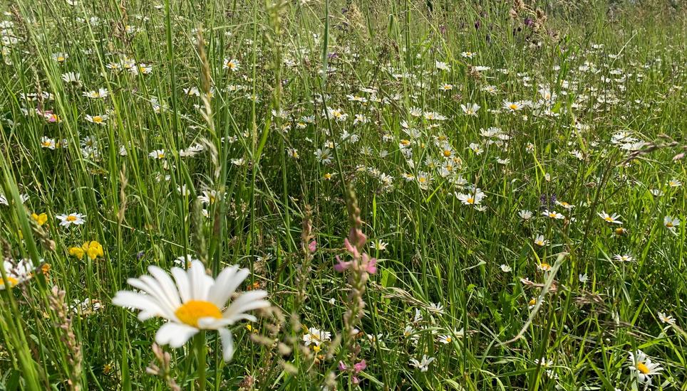 Für ihre Artenvielfalt ausgezeichnet: Die schönste Wiese im Kanton Thurgau liegt in Oberneunforn. Bild: Radio Munot