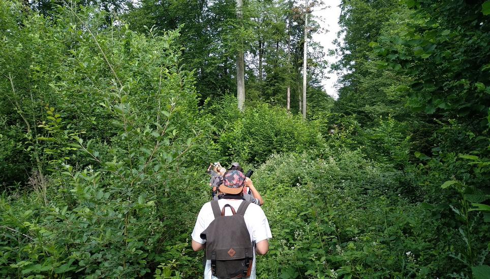 Waldspaziergang am Morgen.