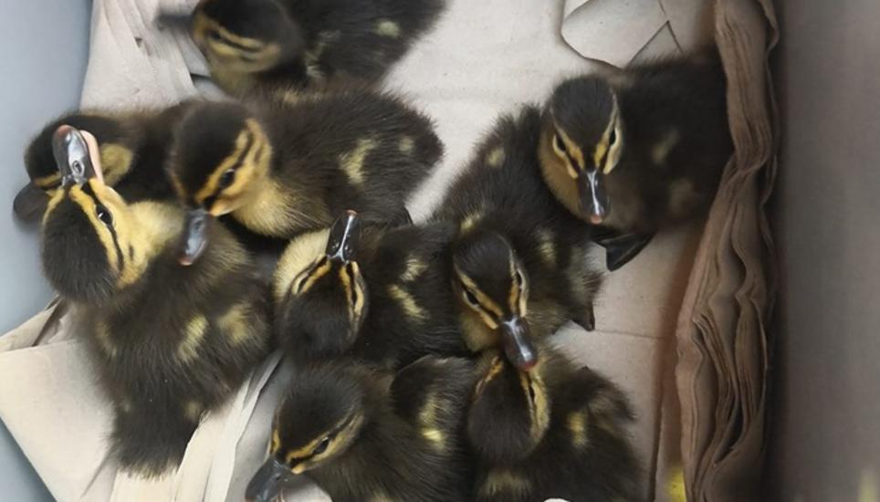 Die tapferen Entlein im Alter von rund zwei Wochen. Bild: Facebook/Animal Rescue Tierrettung SH & TG