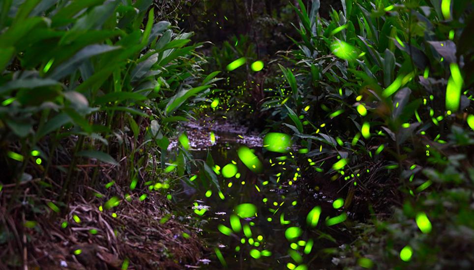 Das Glühwürmchen wurde von Pro Natura zum Tier des Jahres 2019 gekürt - daher fragte man sich auch: Wie kann man es fördern? Bild: Key