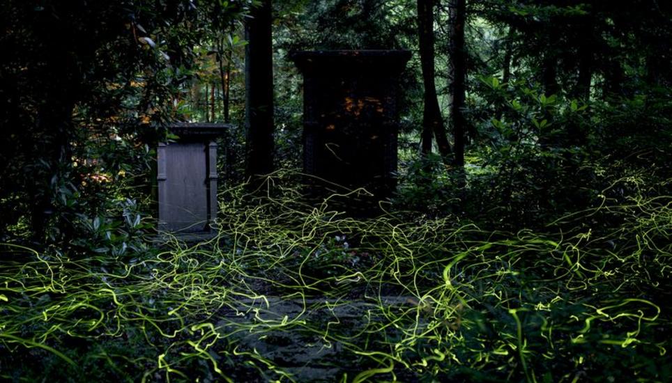 Das Glühwürmchen wurde von Pro Natura zum Tier des Jahres 2019 gekürt. Die Kleinen Leuchtkäfer sind in Schaffhausen eine Attraktion – vor allem auf dem Waldfriedhof. Die Tiere sind aber auch an anderen Standorten in Schaffhausen zu finden, etwa im Felsentäli oder auf dem Randen. Bild: Sylvia Michl